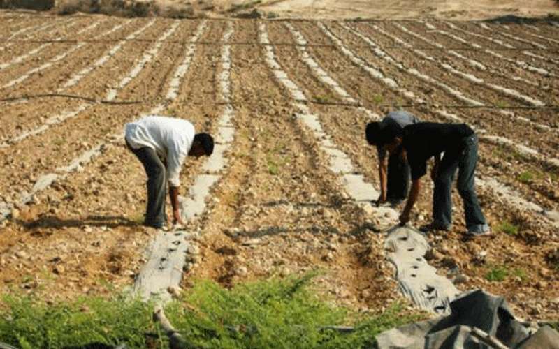 وادي الأردن: الإنتاج الخضري الأدنی منذ