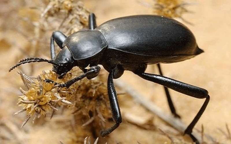 الزراعة: الخنافس مفيدة