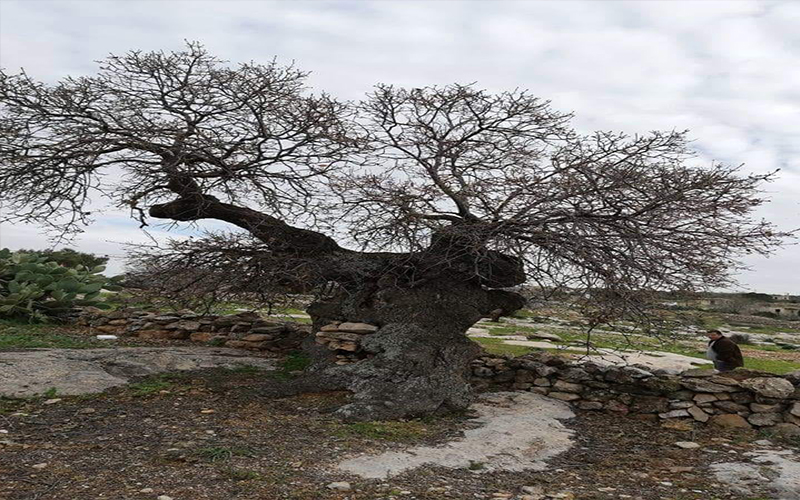 في سابقة.. شجرة أردنية عمرها يفوق