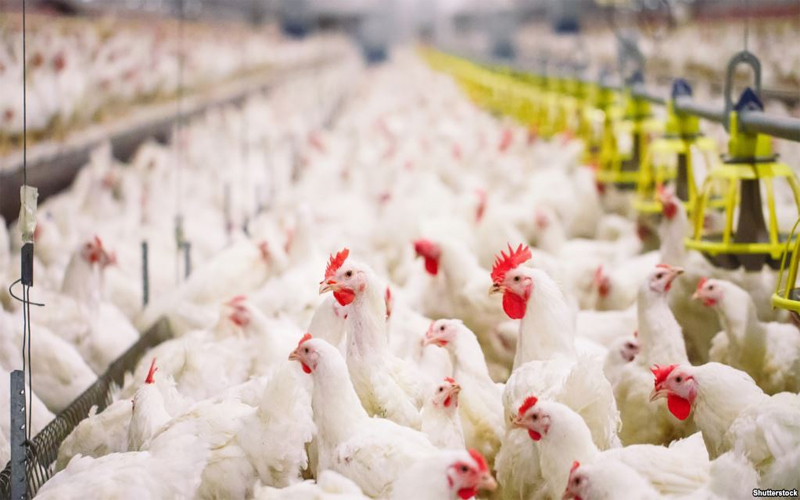 احتياجات الأردنيين من لحوم الدواجن حوالي