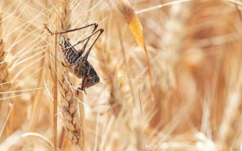 انتهاء عملية مكافحة الجراد و القضاء