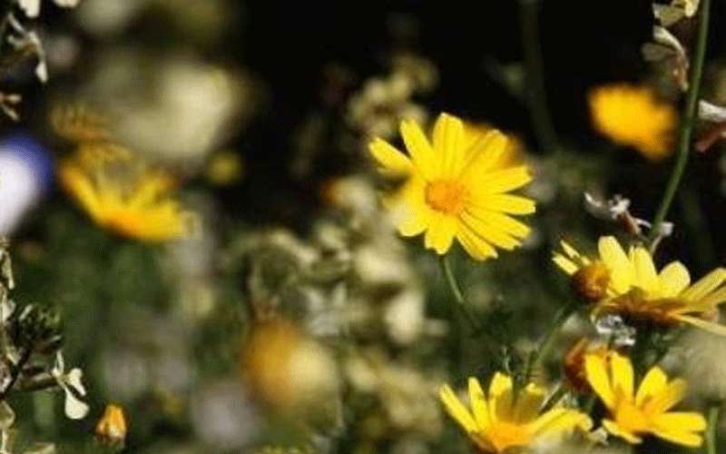 الحرارة أقل من معدلاتها بـ 7