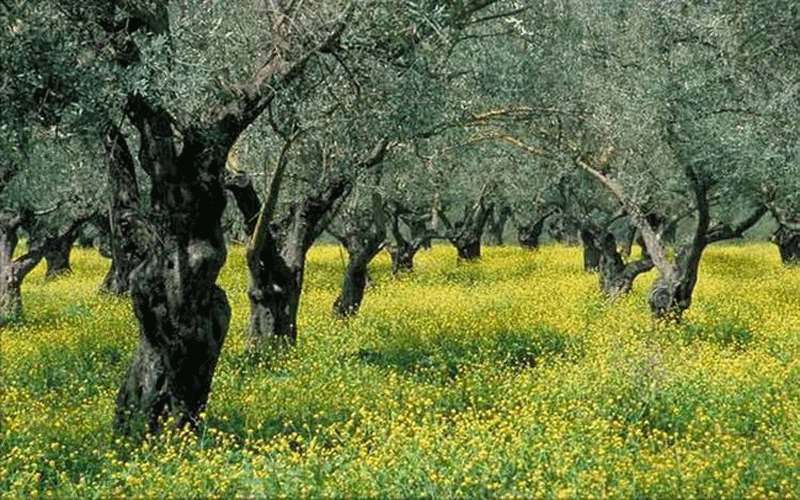 الأربعاء.. طقس ربيعي لطيف وانخفاض على