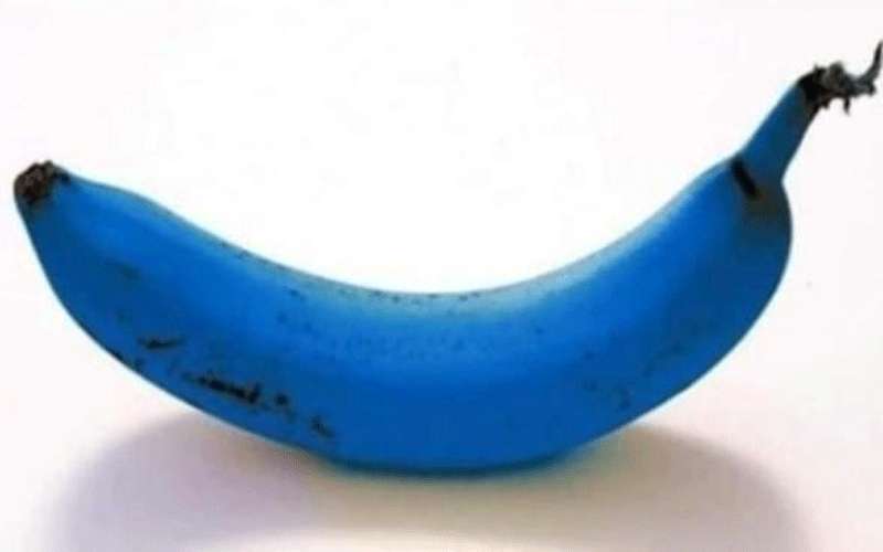 ما قصة الموز الأزرق بعد انتشاره