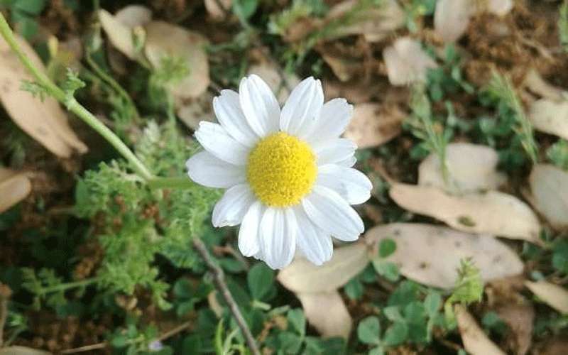 طقس ربيعي لطيف نهار الجمعة