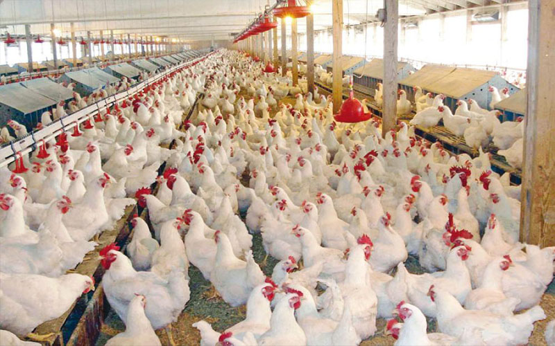 انخفاض أسعار الدواجن 10بالمئة مقارنة بالأيام
