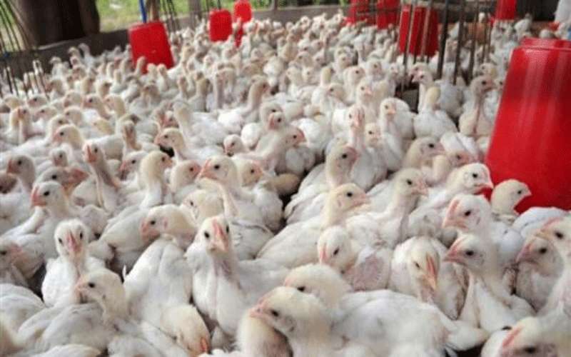 الاردنيون استهلكوا 11 الف طن دواجن