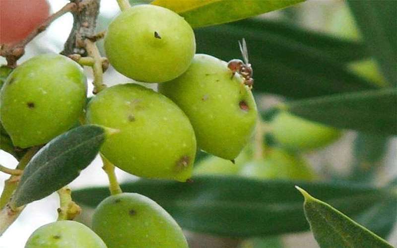 الكرك: اطلاق برنامج وطني لمكافحة ذبابة