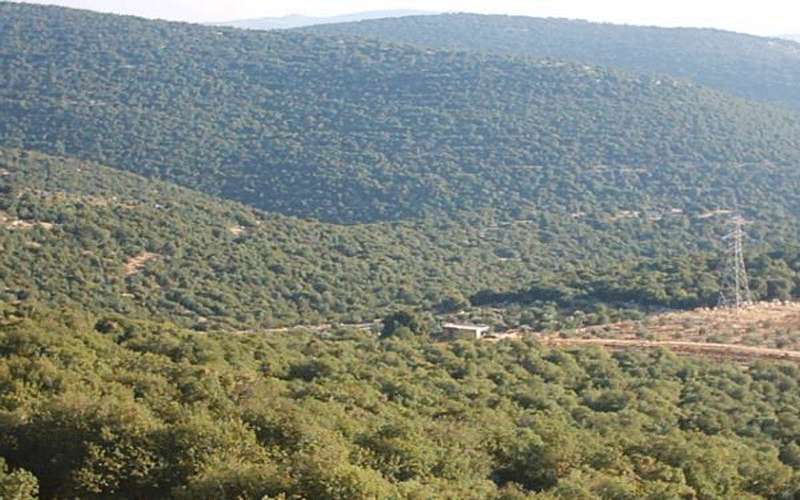 تقریر دولي: مساحات الغابات في الاردن