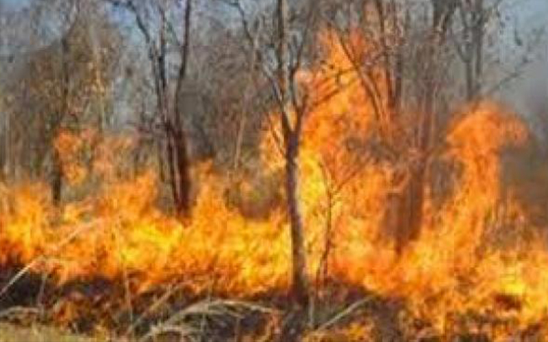 حريق كبير في ثغرة عصفور ..