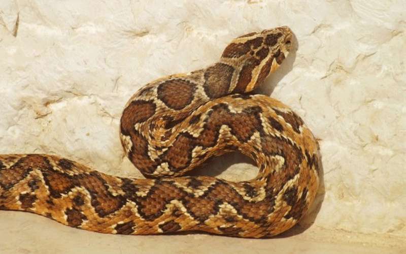 لدغة افعى فلسطين الخطيرة في مادبا