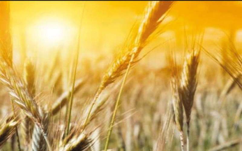 الزراعة تدعو لحصاد المحاصيل الشتوية