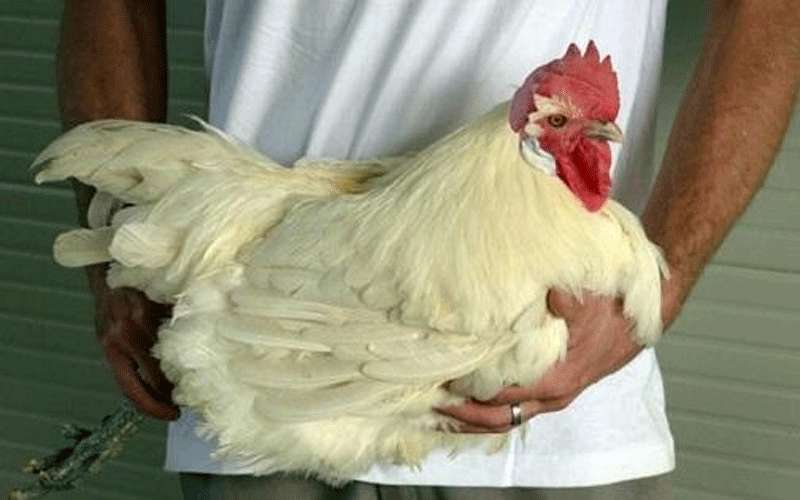 إعادة دراسة أسعار الدجاج