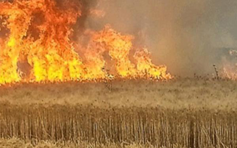 حريق 35 دونم قمح في اربد