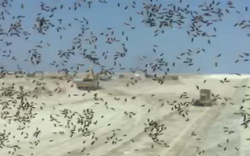 البيئة: الانتهاء من مشكلة الحشرات في