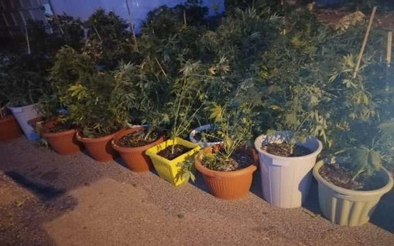 ضبط أشخاص زرعوا ماريجوانا بمنزل في