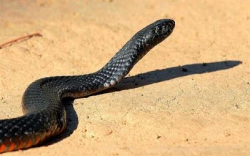 حنش يقطع مياه الشرب عن حي