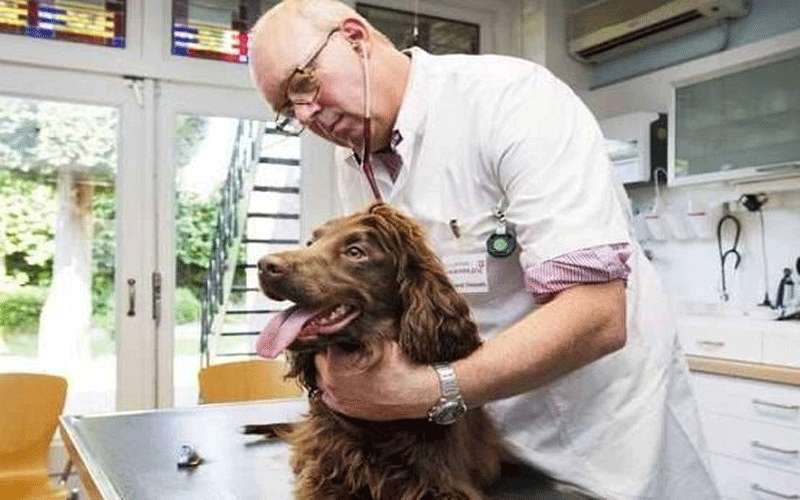 الزراعة تزيد عدد أطبائها البيطريين