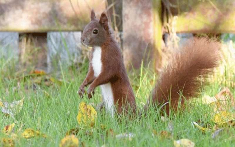 ضبط سنجاب يتعاطى المخدرات