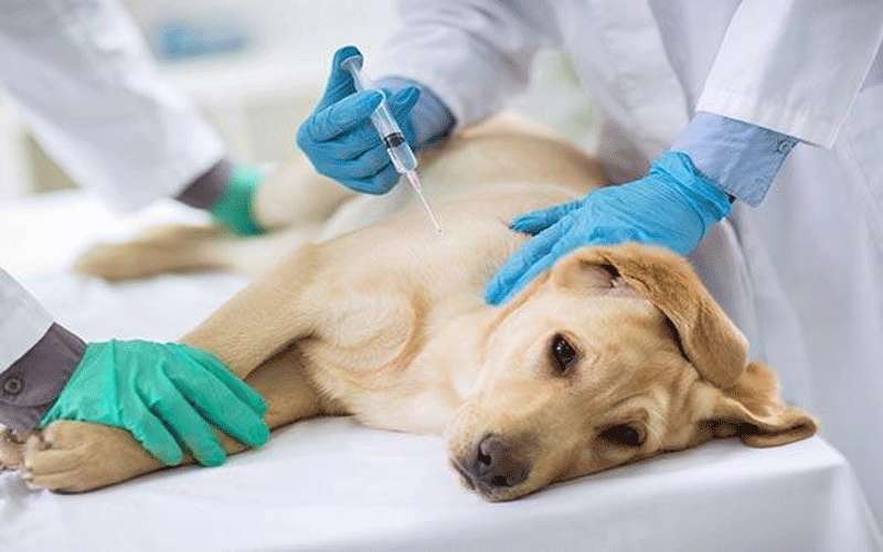 إعادة دراسة أسعار الأدوية البيطرية