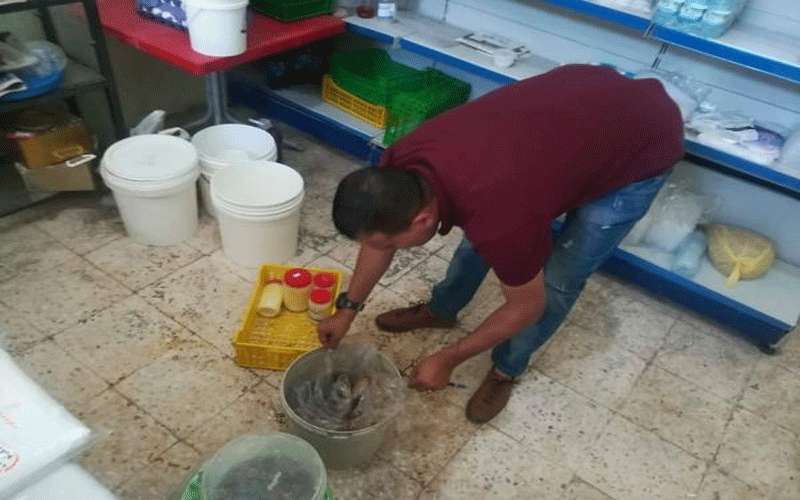 ضبط واتلاف اجبان والبان فاسدة في