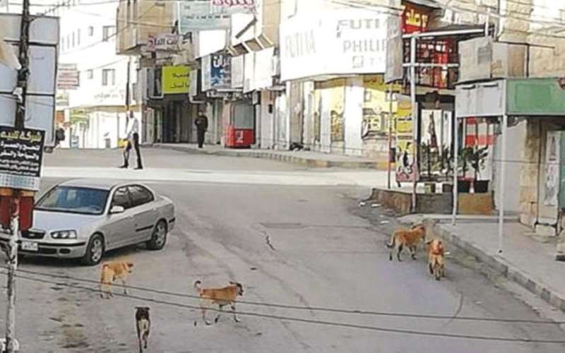 الإدارة المحلية تمنع مكافحة الكلاب الضالة