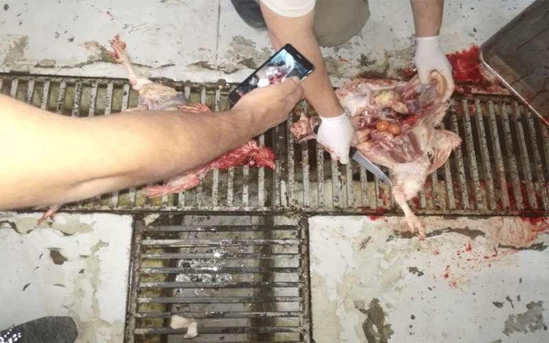 ضبط مركبة تبيع وتذبح دواجن بظروف