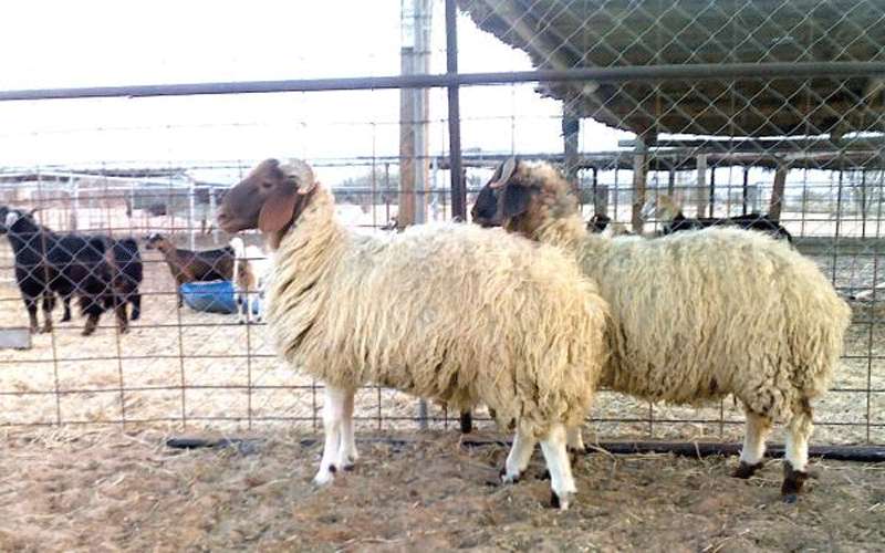 اربد: مركز لحفظ الاعلاف بكفر اسد