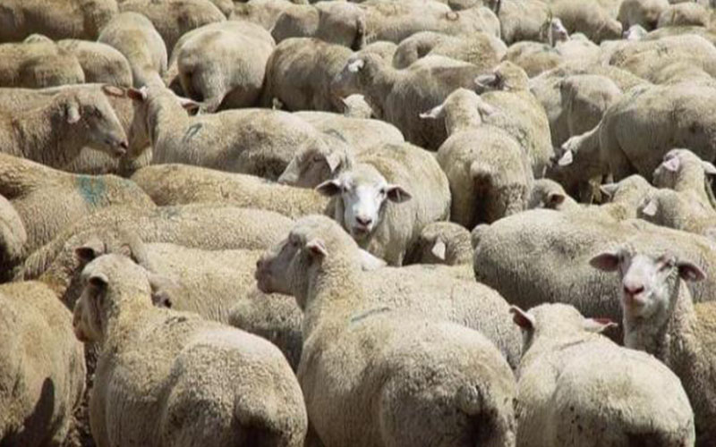 الشحاحدة: ادخال الدفعة الثانية من اللحوم