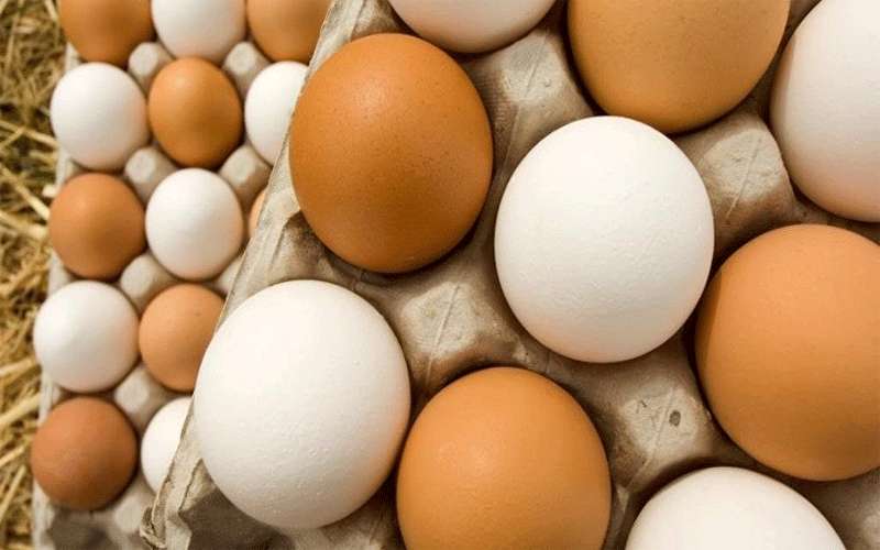 إحالة 14 متورطا بملف البيض الفاسد