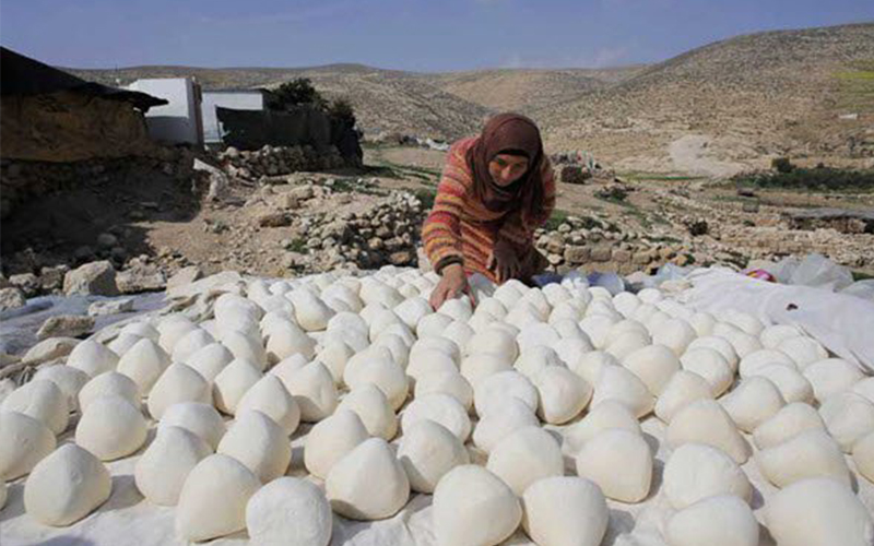 الزراعة: انتاجنا من الجميد 350 طن