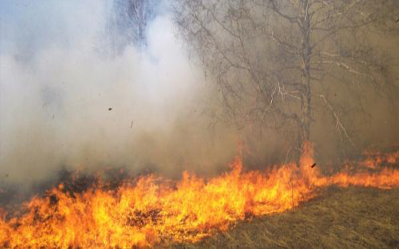 إخماد حريق أعشاب وأشجار حرجية ومثمرة