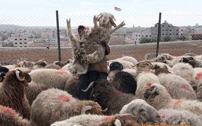 حملة مكثفة على الأضاحي بالبلقاء