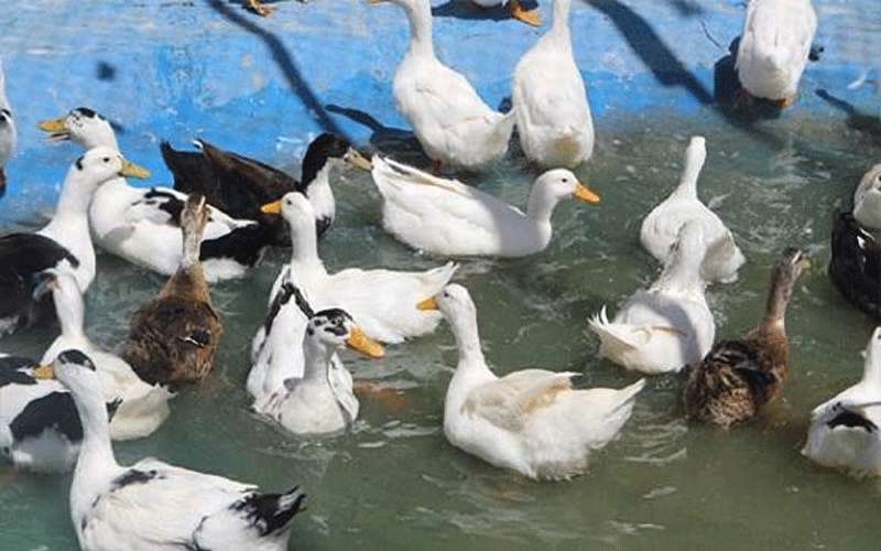 الأمانة: الحدائق تنتظركم بالعيد