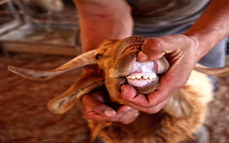 البيطريون: أمراض بانتظار الأردنيين خلال العيد