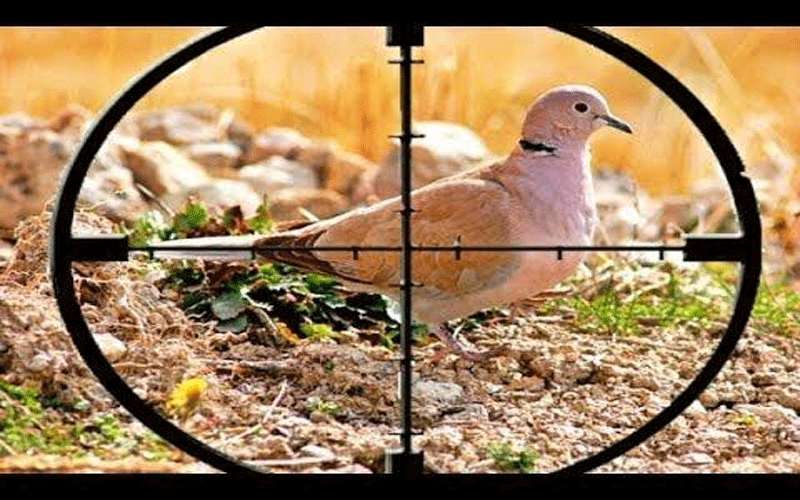 فتح موسم الصيد الخريفي