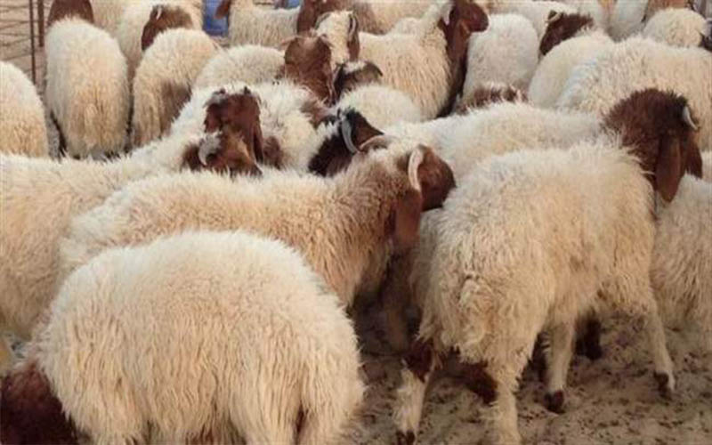 بيع 90 ألف أضحية خلال العيد