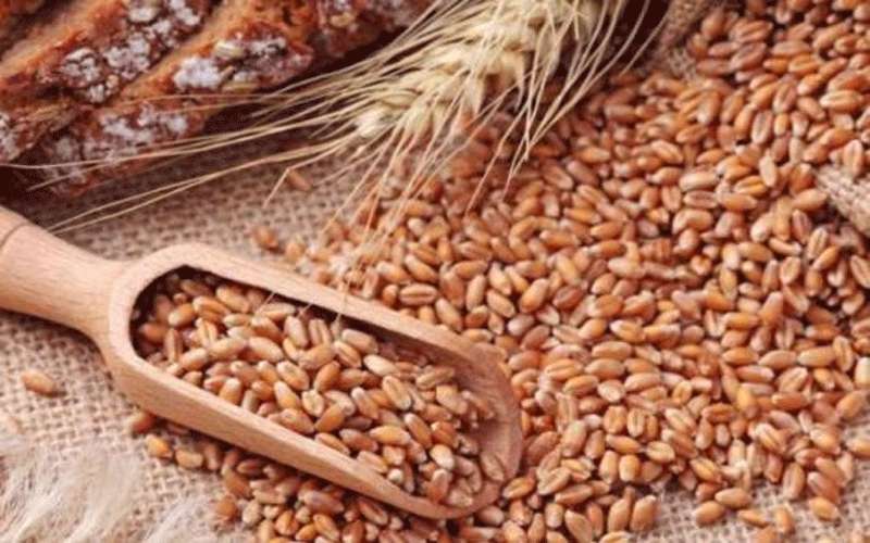 الزراعة تعلن آخر موعد لاستلام الحبوب