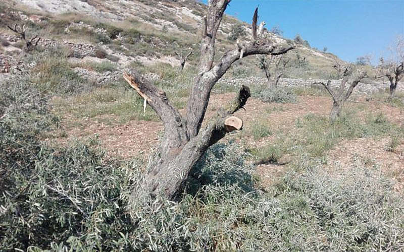 ضبط معتديين على أشجار زيتون وتحويلهما