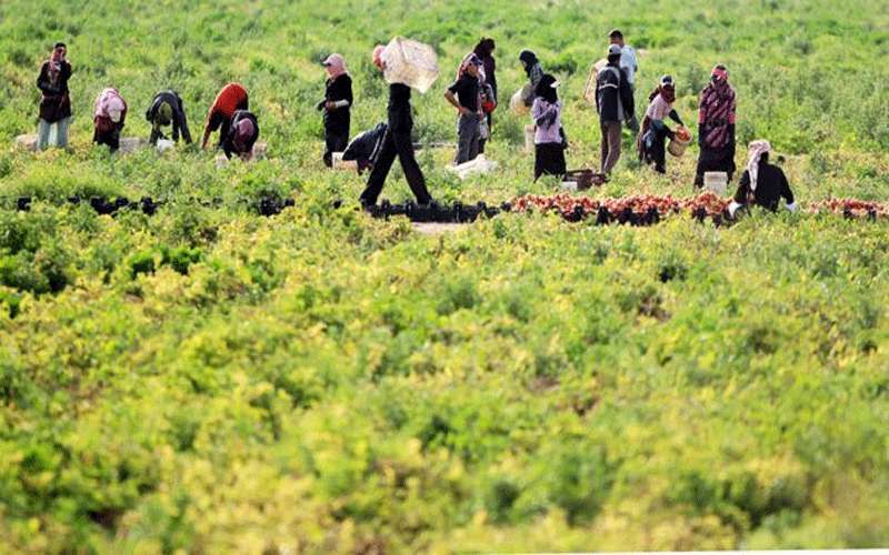 مزارعو وادي الأردن يطالبون بوقف استيراد
