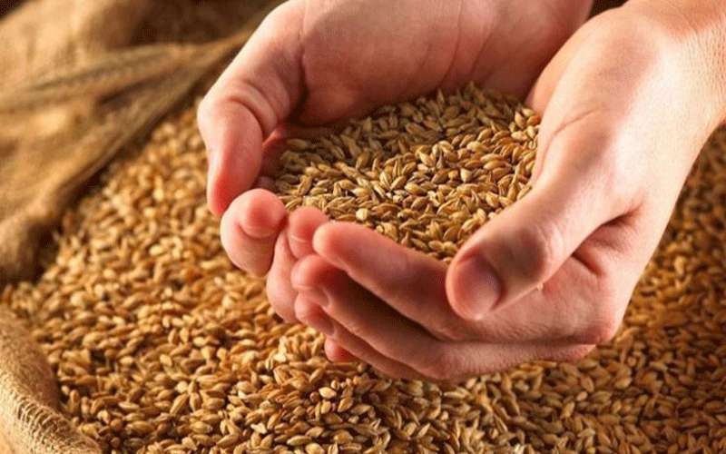 مؤسسة المواصفات:مختبرات العقبة تفحص شوائب القمح