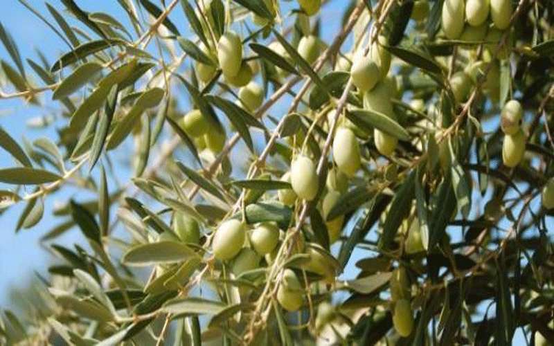 الزيتون يرفد الاقتصاد بـ100 مليون دينار