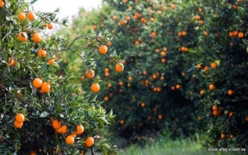وزارة الزراعة: تنويه لمزارعي الحمضيات