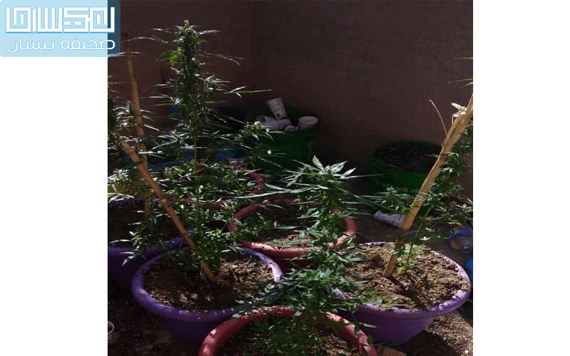 ذيبان.. العثور على شتلات مارجوانا بمزرعة