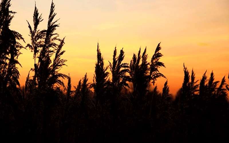 الجمعة.. ارتفاع على درجات الحرارة