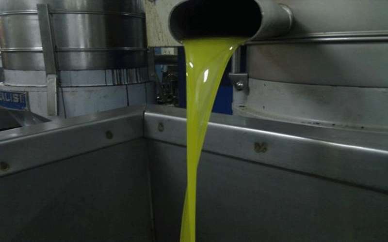 حملات للتأكد من جاهزية معاصر الزيتون