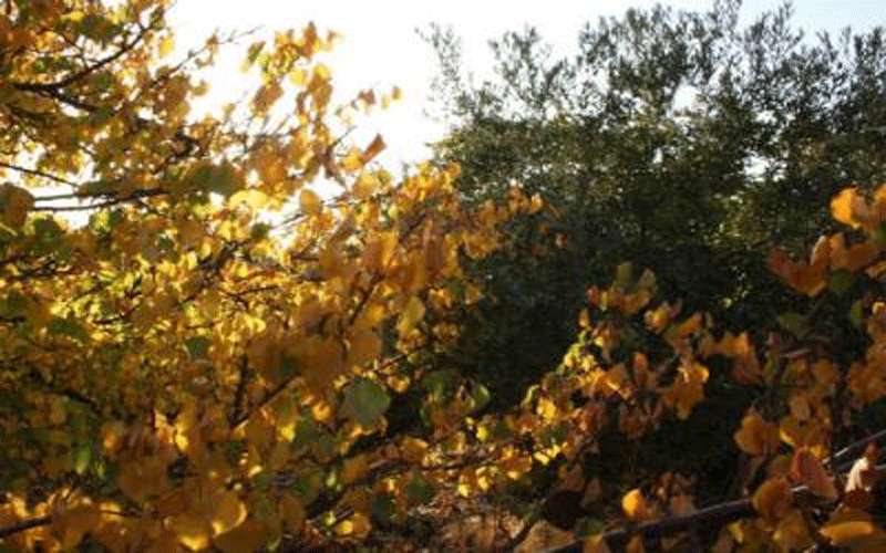 الإثنين.. طقس خريفي لطيف