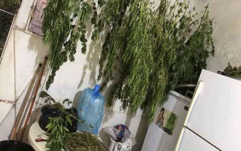 ضبط مزرعة للمارجوانا المخدرة في البلقاء
