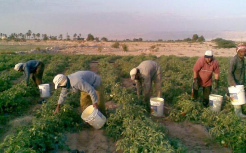 مزارعو منطقة زرقاء ماعين يتخوفون من