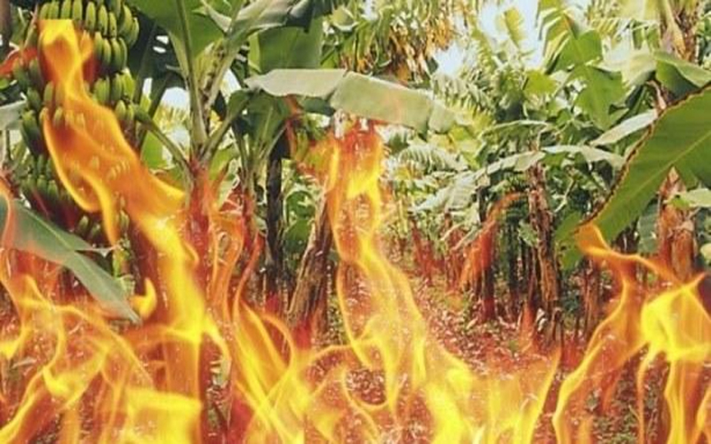 مجهول يحرق مزرعة في إربد